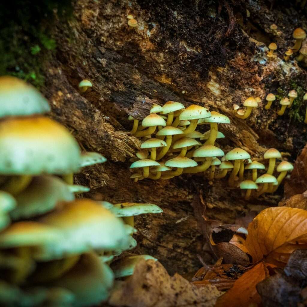 Appalachian Shrooms