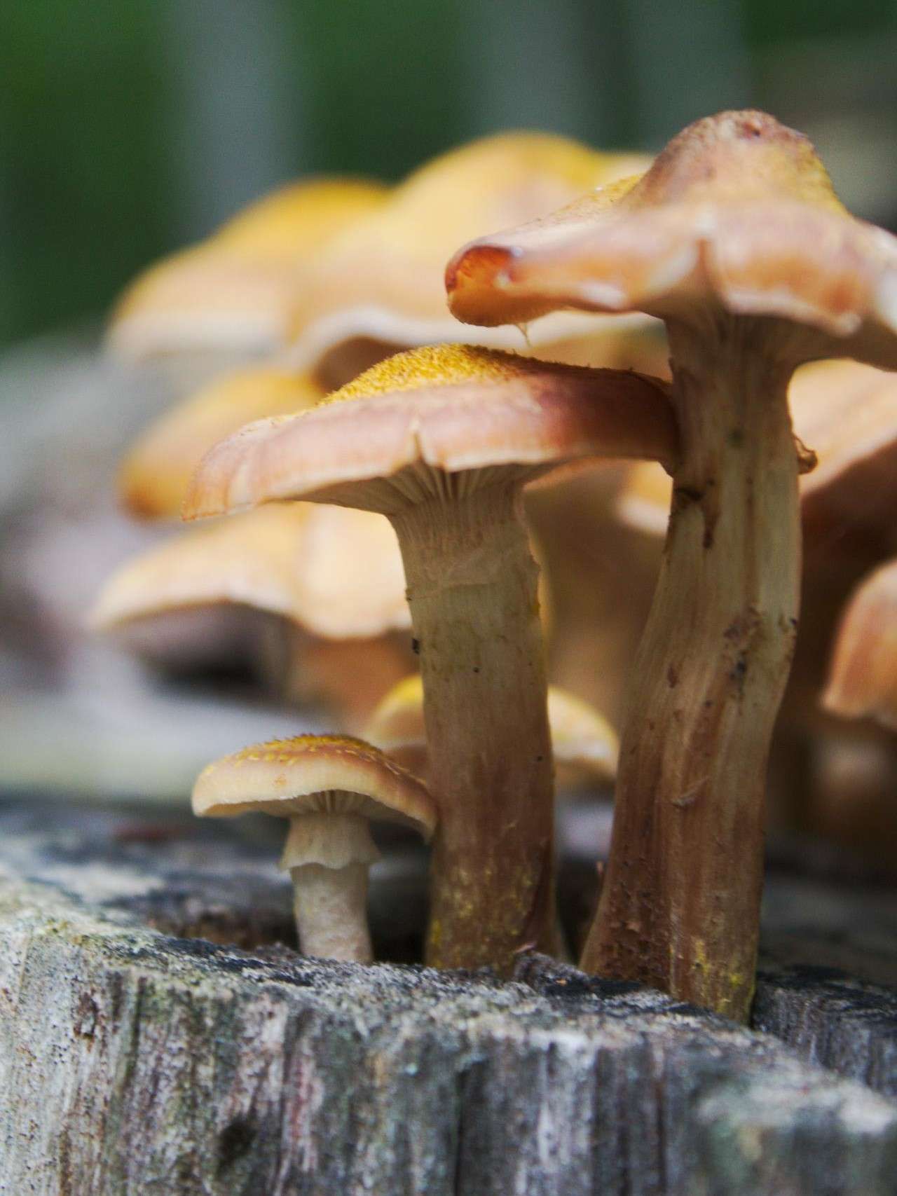 Appalachian Shrooms