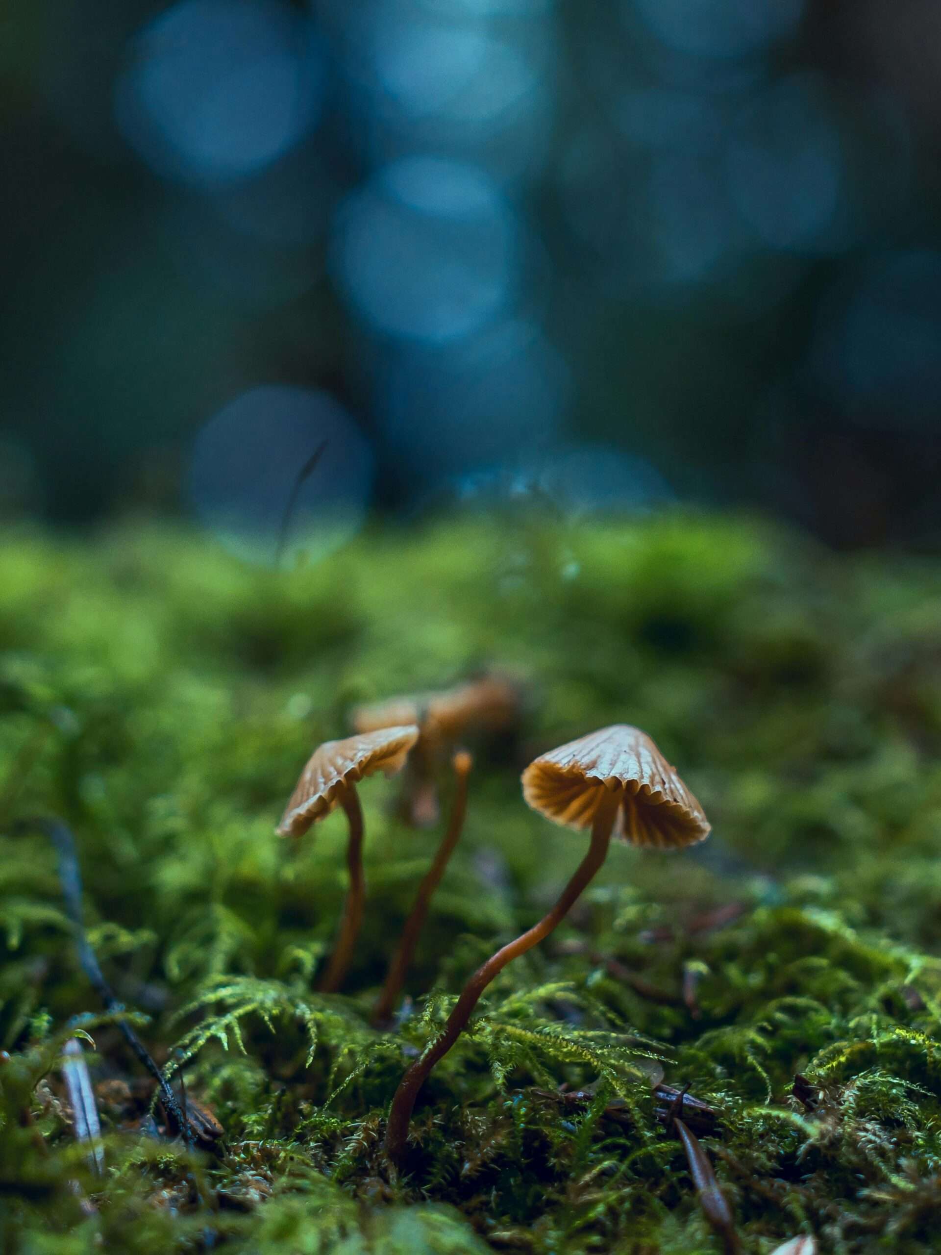 Appalachian Shrooms